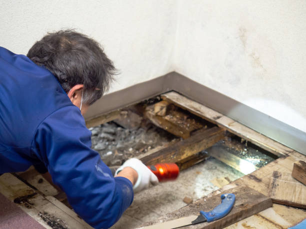 Best Crawl Space Mold Remediation in Willow Springs, MO