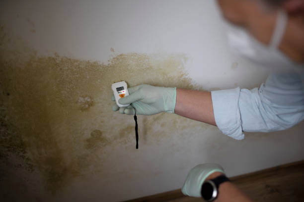 Best White Mold Remediation in Willow Springs, MO