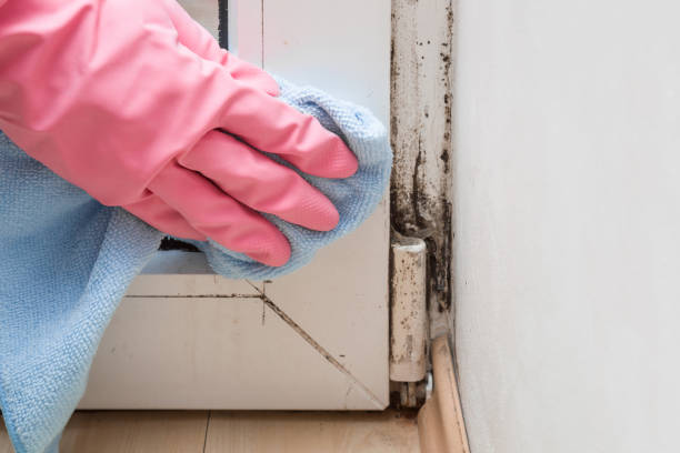 Best Industrial Mold Remediation in Willow Springs, MO